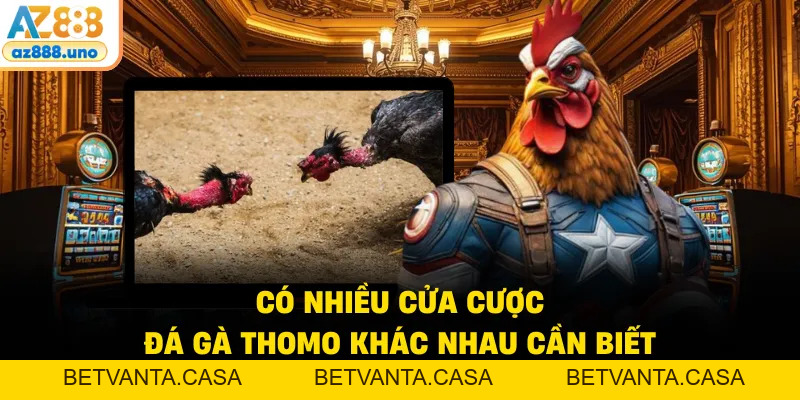 Đá Gà Thomo AZ888 – Chi Tiết Luật Chơi Và Cơ Chế Trả Thưởng - BETVANTA