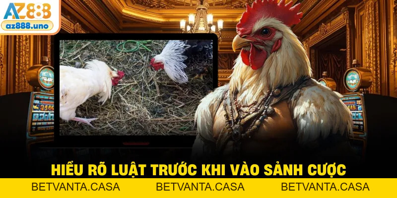 Đá Gà Cựa Dao AZ888 – Giải Trí Tốc Độ Cao Kịch Tính - BETVANTA