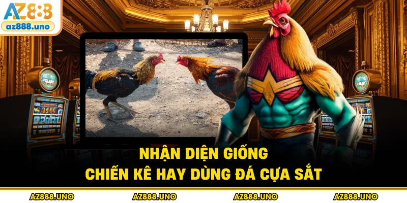 Đá Gà Cựa Sắt AZ888 – Mãn Nhãn Với Các Trận Đấu Gây Cấn - BETVANTA