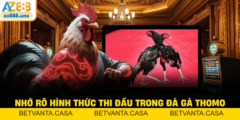 Đá Gà Thomo AZ888 – Chi Tiết Luật Chơi Và Cơ Chế Trả Thưởng - BETVANTA